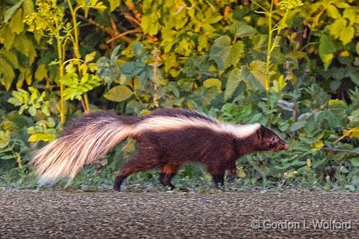 Close Call_13614.jpg - Striped Skunk (Mephitis mephitis) photographed at Kilmarnock, Ontario, Canada.